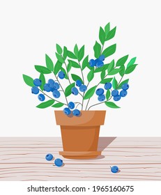 A blueberry bush in a garden pot stands on a wooden surface. Harvest concept. Growing berry plants in the garden. Vector illustration in a flat style.