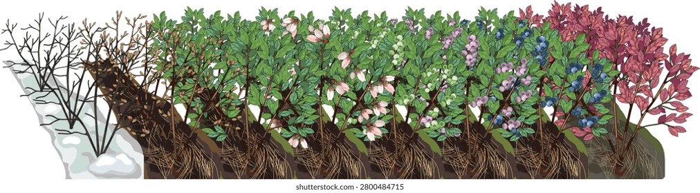 Blueberry bush life cycle vector illustration from winter dormancy to autumn foliage (Vaccinium corymbosum)