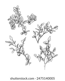 blueberry bush, lingonberry, drawing. Vector illustration