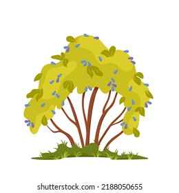 Blueberry Bush Vector Illustration. Cartoon Isolated Growing Plant With Foliage And Blue Ripe Berries, Shrub Branches With Berry Fruit From Summer Forest Or Garden, Fresh Sweet Bilberry For Dessert