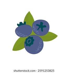 Blueberry collection. blueberry with green leaf. Flat vector illustration.