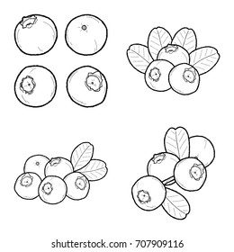 Blueberry Cranberry Vector Illustration Hand Drawn Cartoon Art