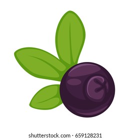 Blueberry dark purple fruit with green leaves isolated illustration