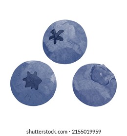 Blueberry Design elements. watercolour style vector illustration.
