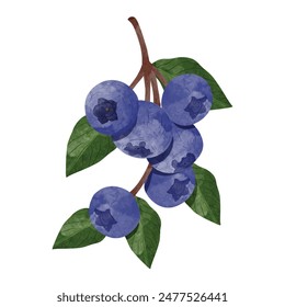 Blueberry Design elements. watercolour style vector illustration.