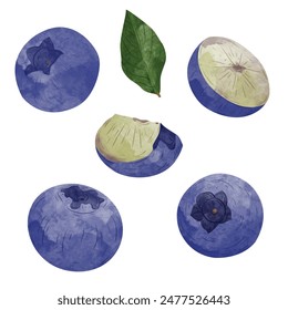 Blueberry Design elements. watercolour style vector illustration.