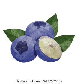 Blueberry Design elements. watercolour style vector illustration.