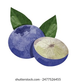 Blueberry Design elements. watercolour style vector illustration.