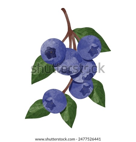 Blueberry Design elements. watercolour style vector illustration.