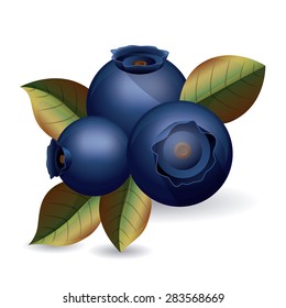Blueberry design over white background, vector illustration