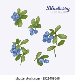 Blueberry. Element for design. Good for product label. Graphic drawing, engraving style. Colored vector illustration.	