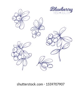 Blueberry. Element For Design. Good For Product Label. Graphic Drawing, Engraving Style. Colored Vector Illustration