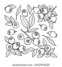 Blueberry and blueberry flowers. Blck and white berries set. Hand-drawn flat image. Vector illustration on a white background.