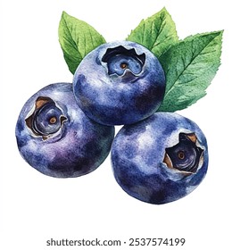 Blueberry fresh fruit watercolor clipart illustration