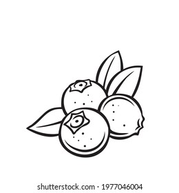 Blueberry fruit berry outline vector icon, drawing monochrome illustration. Healthy nutrition, organic food, vegetarian product.
