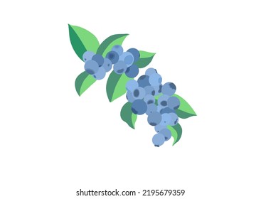 blueberry fruit bunch vector isolated on white background