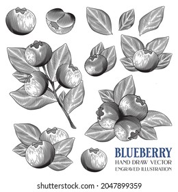 Blueberry Fruit, Hand Draw Vector, Engraved illustration, Retro vintage, Berry Fruit, Separated layer, Isolated on white background