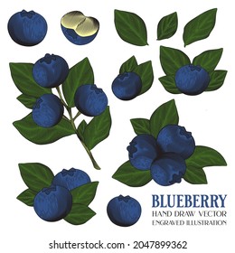 Blaubeerfrüchte, handgezeichneter Vektorgrafik, Gravitation, Retro-Vintage, Berry Fruit, einzelne Schicht, einzeln auf weißem Hintergrund