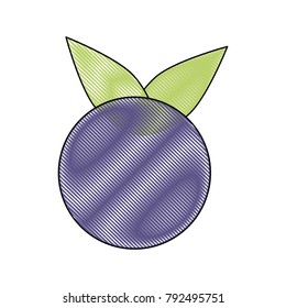 Blueberry fruit isolated