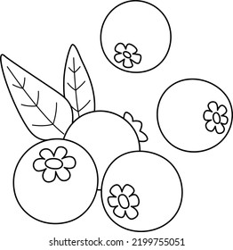 Blueberry Fruit Isolated Coloring Page for Kids