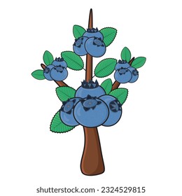 Blueberry fruit. Blueberry vector icon cartoon design illustration. Blueberry with leaf in branches. Blueberry tree