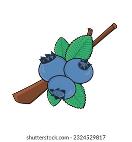 Blueberry fruit. Blueberry vector icon cartoon design illustration. Blueberry with leaf in branches. Blueberry tree
