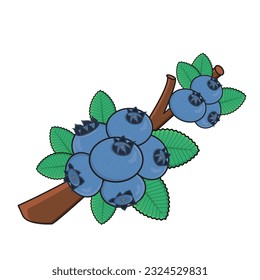 Blueberry fruit. Blueberry vector icon cartoon design illustration. Blueberry with leaf in branches. Blueberry tree