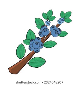 Blueberry fruit. Blueberry vector icon cartoon design illustration. Blueberry with leaf in branches. Blueberry tree