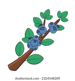 Blueberry fruit. Blueberry vector icon cartoon design illustration. Blueberry with leaf in branches. Blueberry tree