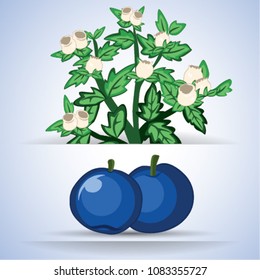 Blueberry fruit vector illustration