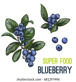 Blueberry. Full color super food hand drawn sketch vector illustration.