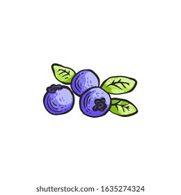 Blueberry with green leaves vector illustration in sketch hand drawn style isolated on white background. Organic natural food icon, healthy eating delicious forest berry.