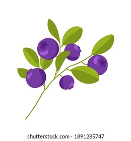 blueberry hand drawing berry set