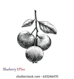 Blueberry hand drawing black and white