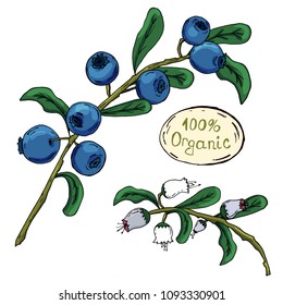 Blueberry. Hand drawing. A bright beautiful berry. Healthy diet. Vitamins. For your design.