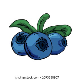 Blueberry. Hand drawing. A bright beautiful berry. Healthy diet. Vitamins. For your design.