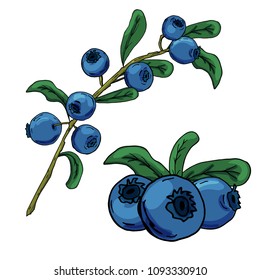 Blueberry. Hand drawing. A bright beautiful berry. Healthy diet. Vitamins. For your design.