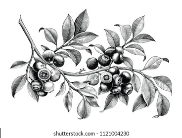 Blueberry hand drawing vintage clip art isolate on white background