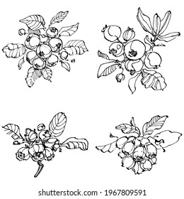 Blueberry hand drawing vintage clip art. Berries logo or tattoo highly detailed in line art style concept. Black and white isolated. Antique vintage engraving illustration for emblem
