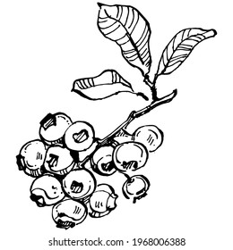 Blueberry hand drawing vintage clip art. berries logo or tattoo highly detailed in line art style concept. Black and white isolated. Antique vintage engraving illustration for emblem