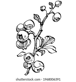 Blueberry hand drawing vintage clip art. berries logo or tattoo highly detailed in line art style concept. Black and white isolated. Antique vintage engraving illustration for emblem