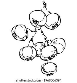 Blueberry hand drawing vintage clip art. berries logo or tattoo highly detailed in line art style concept. Black and white isolated. Antique vintage engraving illustration for emblem