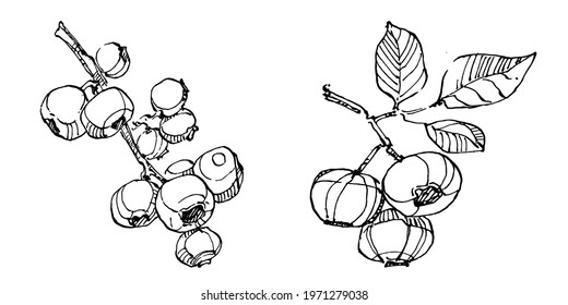Blueberry hand drawing vintage clip art. Berries logo or tattoo highly detailed in line art style concept. Black and white isolated. Antique vintage engraving illustration for emblem