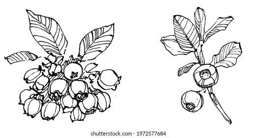 Blueberry hand drawing vintage clip art. Berries logo or tattoo highly detailed in line art style concept. Black and white isolated. Antique vintage engraving illustration for emblem