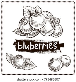 Blueberry Hand Drawn Graphics Elements Black And White. Wild Berries Set.