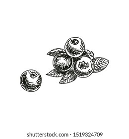 Blueberry hand drawn vector illustration. Berries sketch design element isolated on white background. Organic cranberry black and white clipart. Natural bilberry ink pen freehand drawing