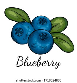 Blueberry hand drawn vector illustration. Sketch style drawing isolated on white background with leaf. Organic vegetarian object for menu, label, recipe, product packaging