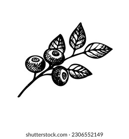 Blueberry. Hand drawn wild berries and leaves of the great bilberry plant. Design element. Isolated white background. Artistic vector illustration