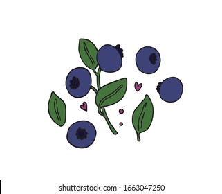 Blueberry handgezeichnete Illusion in der Vektorillustration. Einzeln. 