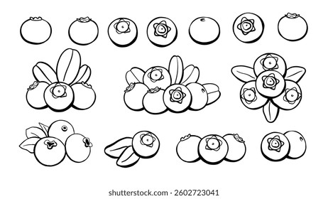 Blueberry icon outline set. Hand drawn fruit berry plant vector illustration for farm market label vegetarian shop